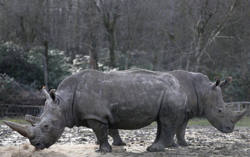 Nosorožce Bruna z francouzské zoo zavraždili pytláci.