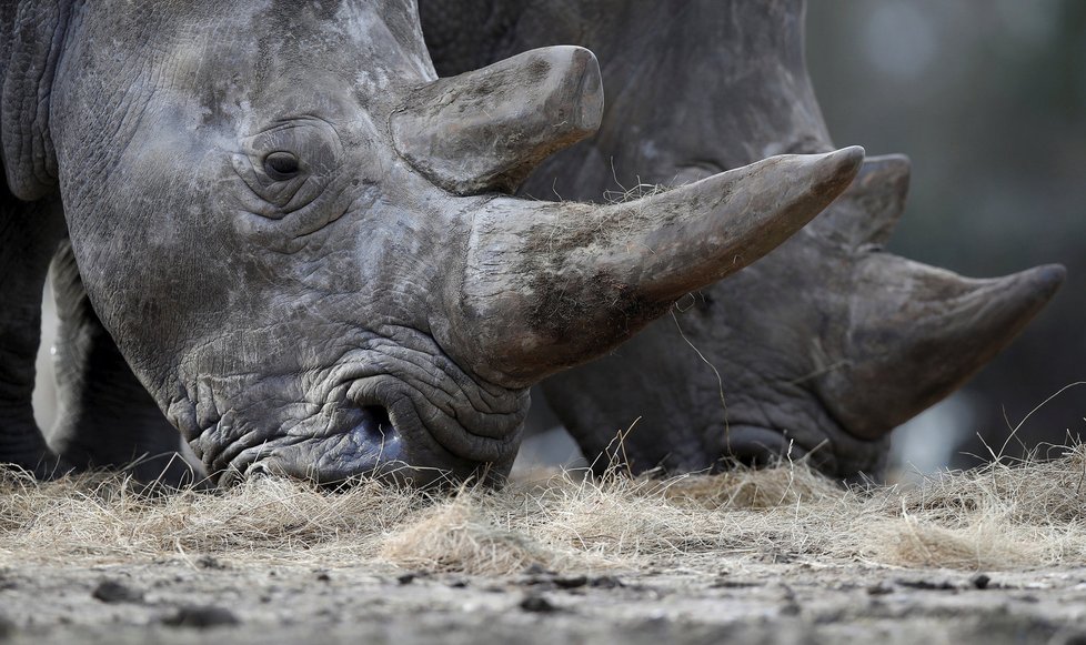 Nosorožce Bruna z francouzské zoo zavraždili pytláci.