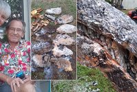 Dědečka (†70) zabily agresivní včely: Hlavu měl úplně obalenou! popsala vyděšená vdova