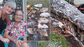 Senior (†70) zemřel po útoku roje agresivních včel, sekal trávník.