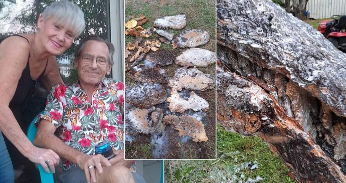 Senior (†70) zemřel po útoku roje agresivních včel, sekal trávník.