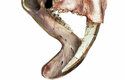 Enormně dlouhé špičáky thylacosmila chránila kostěná pochva na spodní čelisti