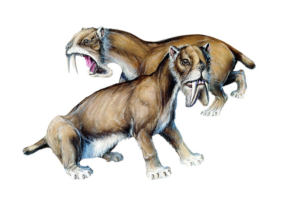 Špičáky thylacosmila neustále rostly a jejich kořeny sahaly až na vršek lebky
