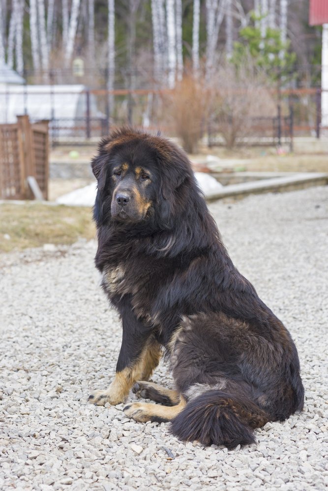 Tibetská doga