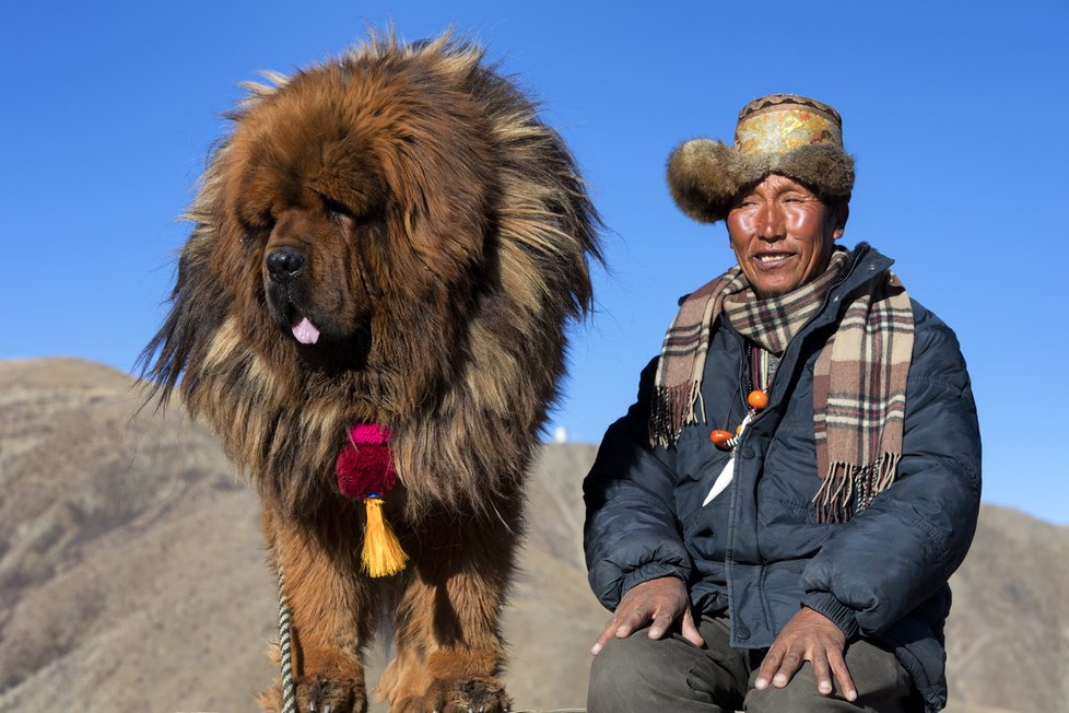 Tibetská doga