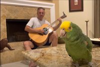 Hopsání, semínka a rock’n’roll: Papoušek zpívá cover verze slavných hitů a válí!