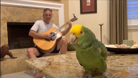 Hopsání, semínka a rock’n’roll: Papoušek zpívá cover verze slavných hitů a válí!