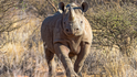 Nosorožci patří k nejohroženějším druhům na planetě a to především kvůli pytlákům.