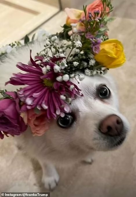 Rozlučka se svobodou Tiffany Trumpové: Korunu z květů dostal i Ivančin pes Winter.