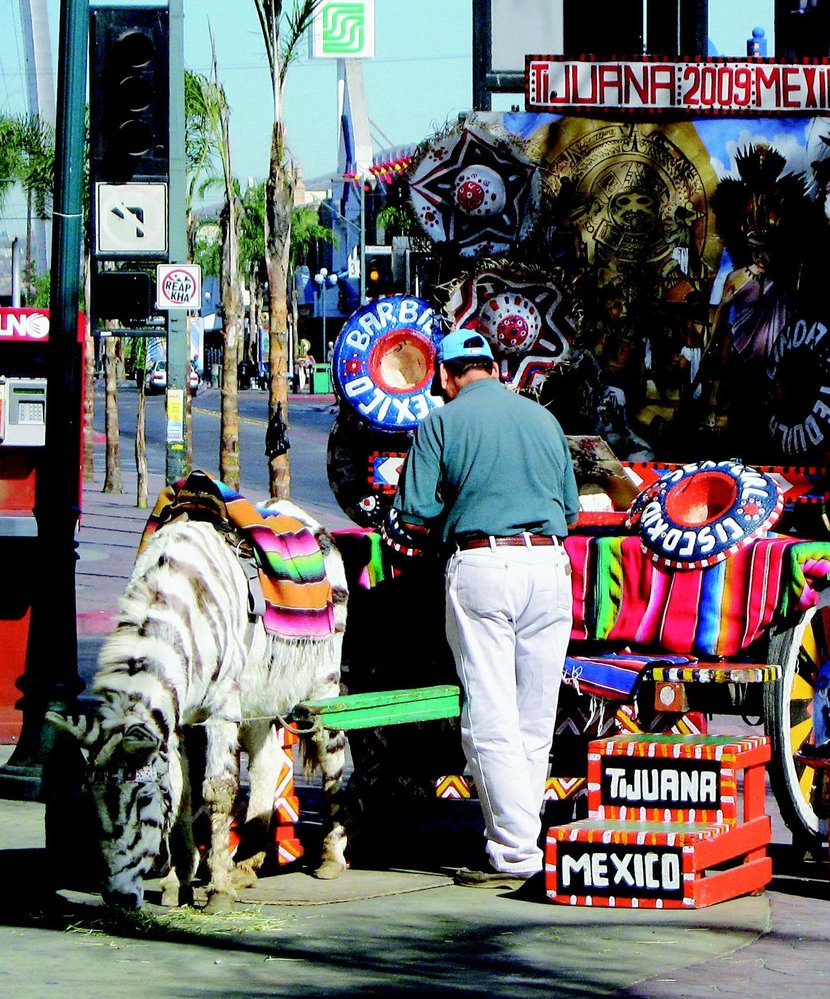 Osel přebarvený na zebru je lákadlem na Američany. Mohou se u něj vyfotografovat i s nápisem Welcome in Tijuana.