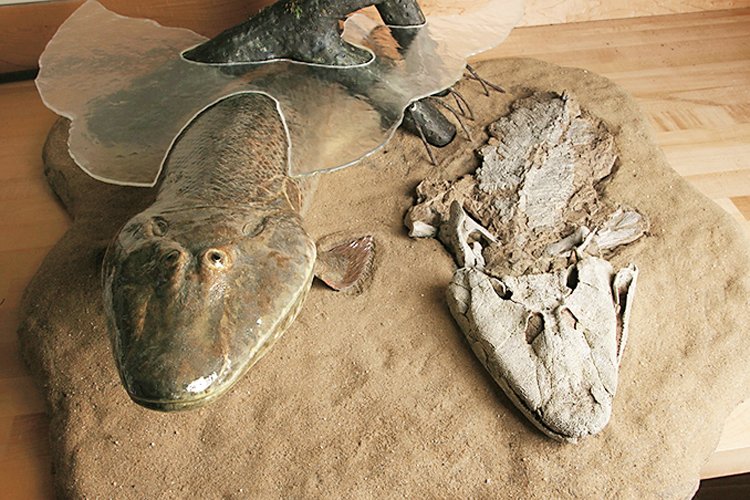 Až třímetrový Tiktaalik je pokládán za nejbližšího rybího příbuzného prvních čtyřnožců