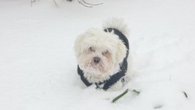 Pes Kubíček si v Jaroměřicích nad Rokytnou užíval hrátek v prvním letošním sněhu ve slušivém oblečku. Snímek zaslala jeho majitelka Jana
