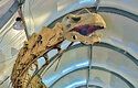 Rekonstrukce kostry argentinosaura, který vážil 96 tun