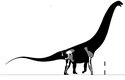 Bruhathkayosaurus s nalezenými kostmi (šedé označují ty, které nejsou přesně identifikované)