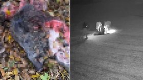 Fotbalový klub TJ Tršice se obrátil na své sledující s bizarní žádostí o pomoc.