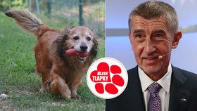 Zvířata trpí, Babiš ukázal na Bendu. Poslanec ODS ale zmínil neschopnost ANO