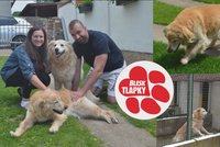 Nová naděje pro Sybera! Pomocnou ruku podají Blesk tlapky. Foxy si užívá domova, jeho parťák trpí