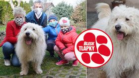 Ze zanedbaného uzlíčku je krásný pes. Maskot Blesk tlapek Argo slaví první adoptiny