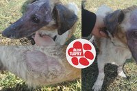 Majitelé žádali pro Lolu smrtící injekci. Zanedbanou fenku zachránila veterinářka