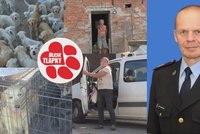 Za množírnu retrívů padlo obvinění. Manželům Růžičkovým hrozí až 10 let vězení