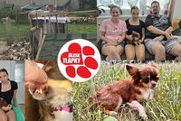 Za dva roky dvě štěňata? Ne, deset! Čivava z množírny skončila po dvou císařských řezech na bazoši