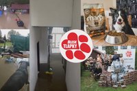 Už milion pro zatopené útulky! Sbírku Blesk tlapek podporují i hvězdy. Pomoc vyrazí brzy!