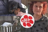 Blesk předloni odhalil množírnu ve Světnově. Nestalo se nic! Černý kšeft kvete dál, úřady přihlížejí