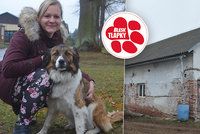 Z vepřína bude azyl pro psy: V útulku Dogsy si můžete adoptovat i kozu nebo berana