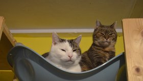 V současné době je v Gaie na 120 kočiček, z nichž většina hledá nový domov.