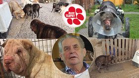 Projekt Tlapky podpořil i prezident Miloš Zeman. Doufá, že se mu návrh zákona o vyšší trestní sazbě za týrání zvířat dostane na stůl co nejdříve