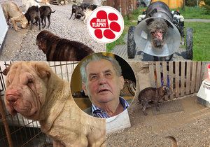 Projekt Tlapky podpořil i prezident Miloš Zeman. Doufá, že se mu návrh zákona o vyšší trestní sazbě za týrání zvířat dostane na stůl co nejdříve