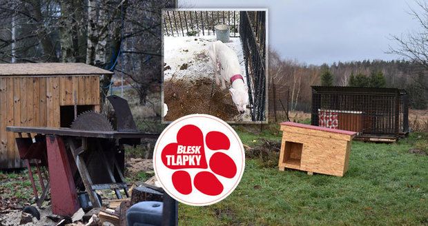 Fenka se štěňaty ve vaně, podvyživená zvířata. Veterináři zachránili psy z útulku hrůzy