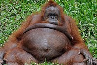 Tento orangutan by potřeboval dietu