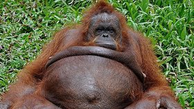 Tento orangutan by potřeboval dietu