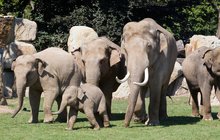 Sloni »oplakali« pětiletou Tonyu: Virus může zaútočit i na Situ!