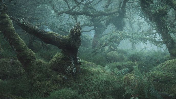 7 tisíc let starý anglický hvozd zachycený fotoaparátem Neila Brunella