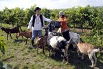 S kozami Tomáši Hanákovi pomáhala jejich chovatelka z rodinné farmy Kosmákových v Novém Přerově u Mikulova.