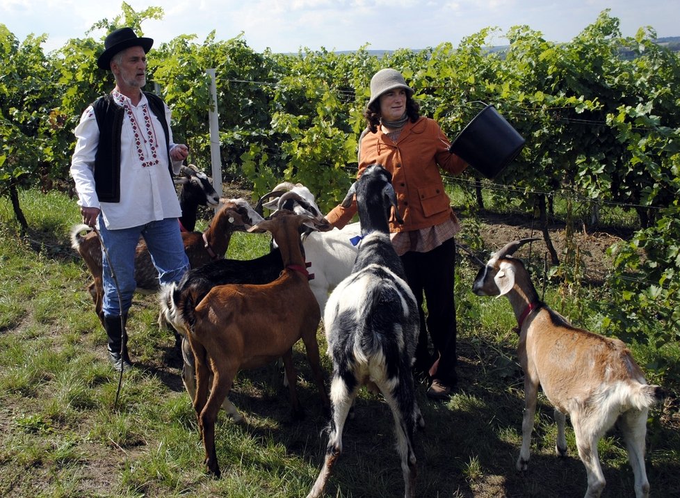 S kozami Tomáši Hanákovi pomáhala jejich chovatelka z rodinné farmy Kosmákových v Novém Přerově u Mikulova.