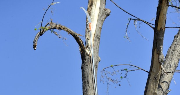 Arborista Milan Jelínek ošetřoval 7. července 2021 na hřbitově v Mikulčicích na Hodonínsku stromy poškozené nedávným tornádem.