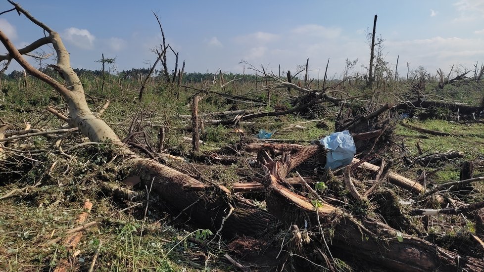 Tady se tornádo zastavilo! Zhruba dva kilometry za Hodonínem směrem na Rohatec. Z lesíku, který tu býval, zbyly jen oholené pahýly. Stožáry vysokého napětí jsou vyvrácené, na drátech jsou namotané plechy, které letěly nejméně dva kilometry...