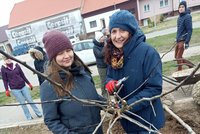 Téměř tři roky po tornádu splátka přírodě: V městysu vysadili novou alej a park