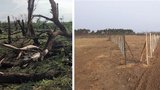 Po tornádu obnovují les u Pánova: Vysadí tisíce borovic a dubů