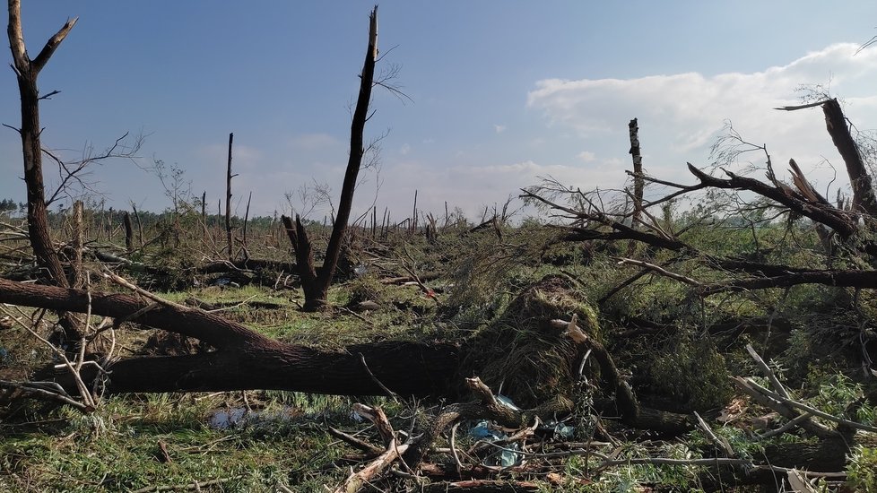 Tornádo v červnu 2021 rozmetalo les u hodonínského Pánova, nyní se ho město snaží obnovit.