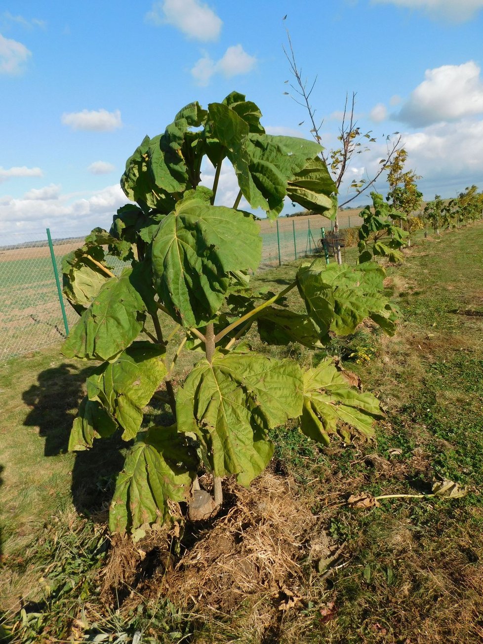 Cizokrajné pavlónie, jedny z mála stromků, které na ploše jednoho a půl hektaru přežili řádění tornáda.