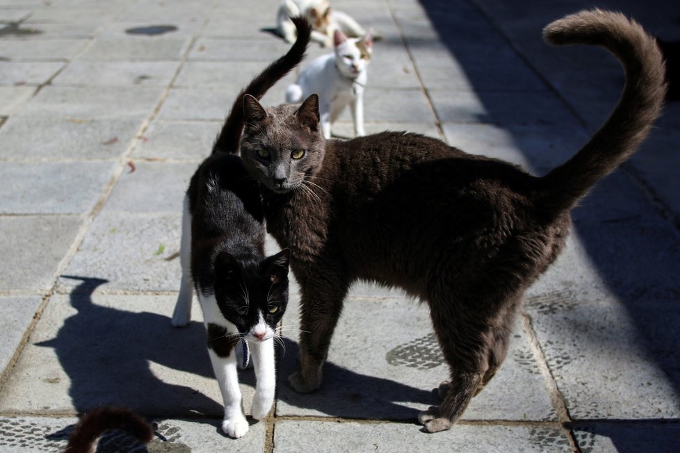 Australské město vyhlásilo lockdown pro kočky, (ilustrační foto).
