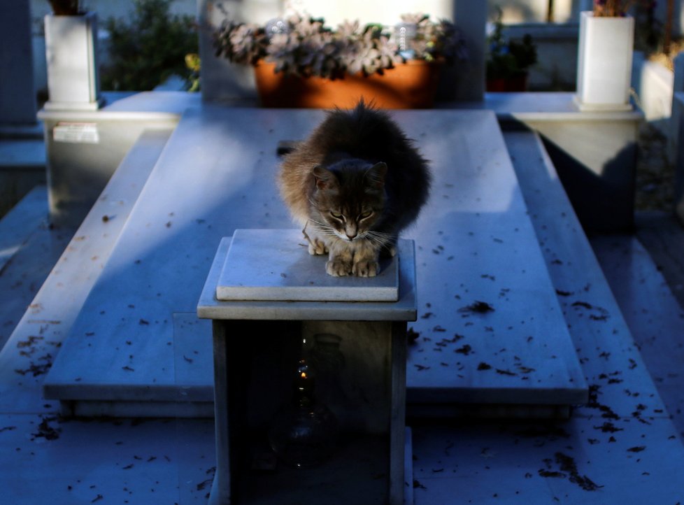 Australské město vyhlásilo lockdown pro kočky, (ilustrační foto).