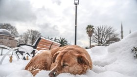 Tady se toulaví psi mají nejlíp: V Istanbulu se o zvířata stará i radnice