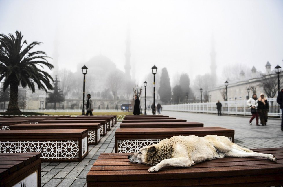 Tady se toulaví psi mají nejlíp: V Istanbulu se o zvířata stará i radnice