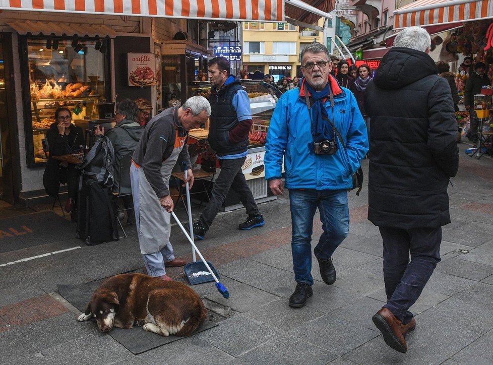 Tady se toulaví psi mají nejlíp: V Istanbulu se o zvířata stará i radnice