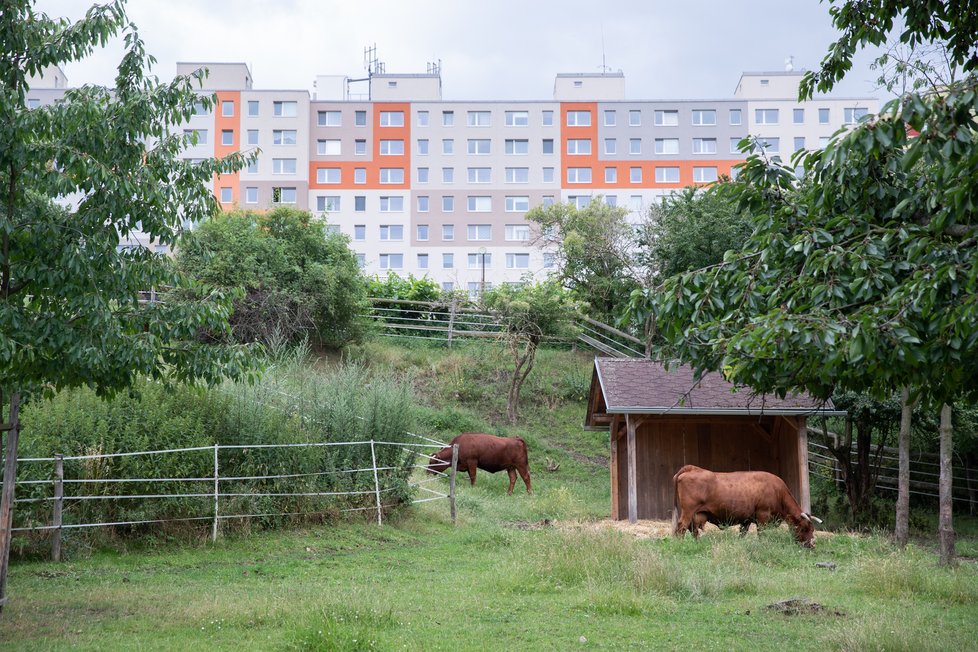 Kousek od  panelákové  zástavby se  pasou krávy.